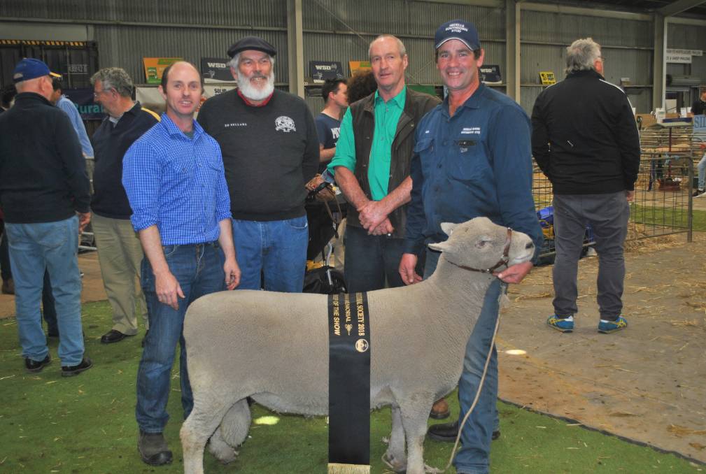 Supreme Champion Ram of the Warrnambool Show 2018