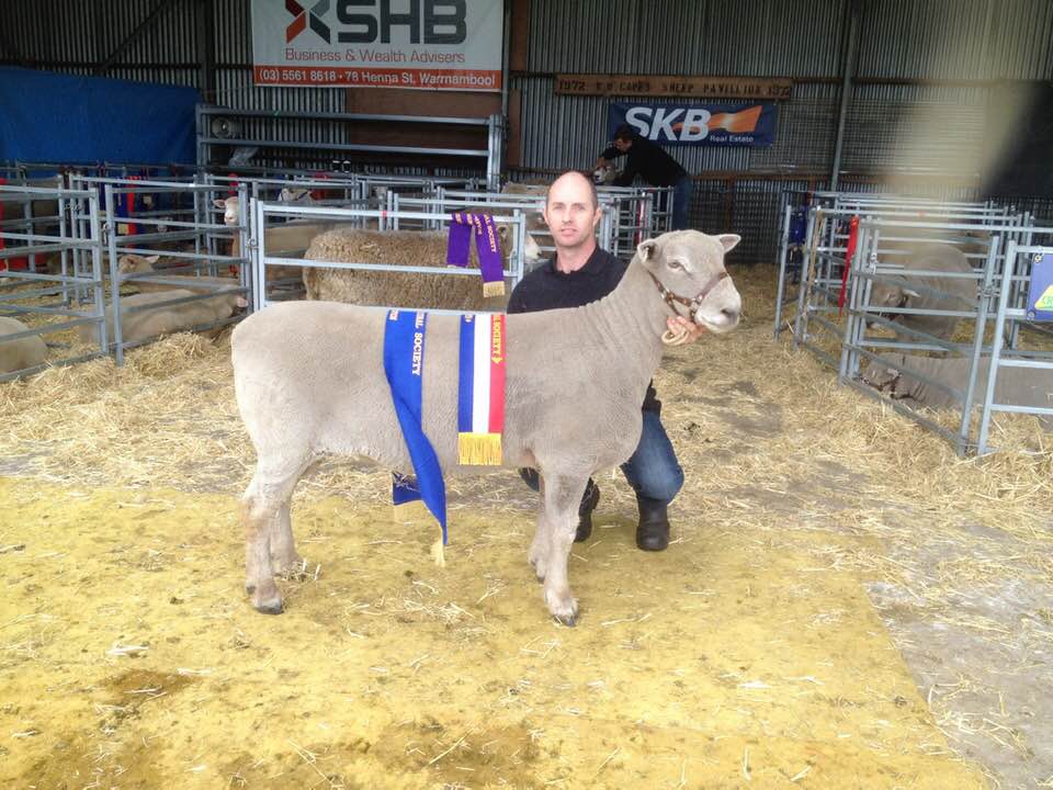 Champion Southdown Ram, Koroit Show 2018