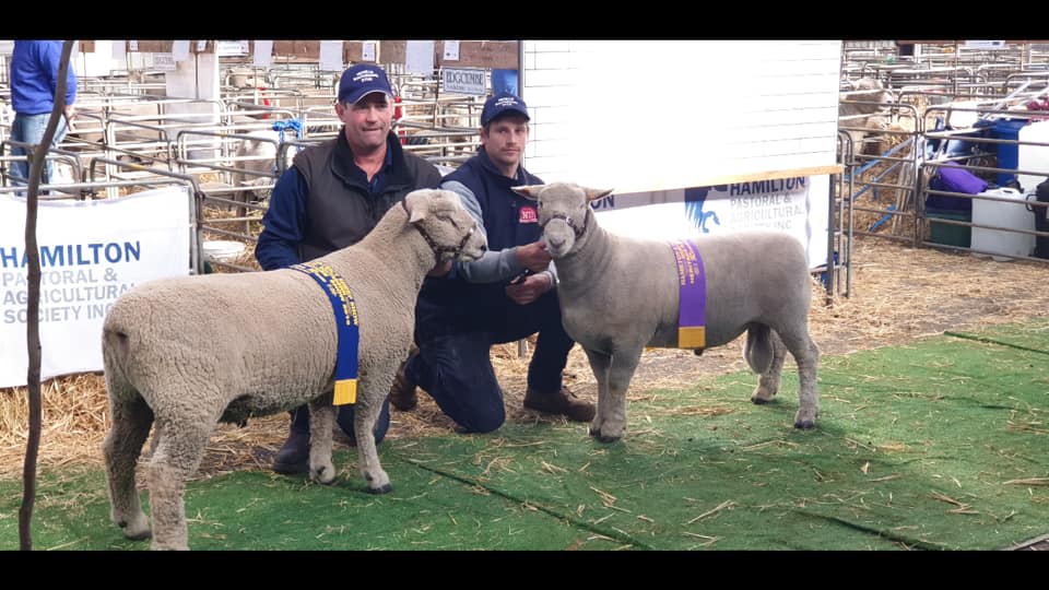 Champion & Reserve Southdown Rams at Sheepvention 2019